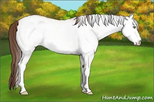 Horse Color:White Spotted Amber Champagne Varnish 