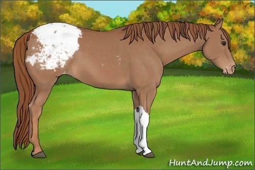Horse Color:Chestnut Appaloosa 