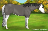 Horse Color:Grullo Splash 