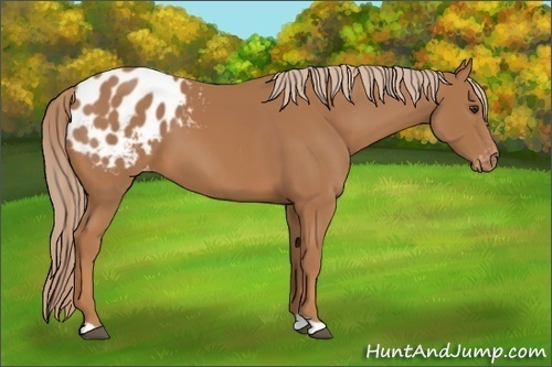 Horse Color:Chestnut Appaloosa 