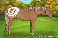 Horse Color:Chestnut Appaloosa 