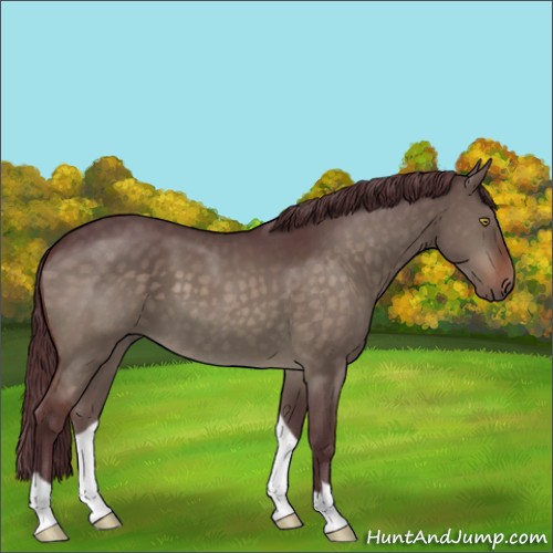 Horse Color:Chocolate Brown Dun