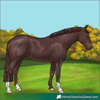 Horse Color:Chocolate Brown 