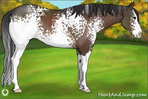 Horse Color:White Spotted Brown Splash