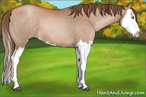 Horse Color:Bay Pearl Splash 