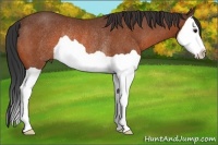 Horse Color:Bay Splash Rabicano
