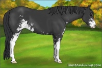 Horse Color:Black Sabino 