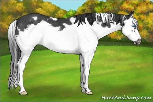 Horse Color:White Spotted Black Splash Frame Rabicano 