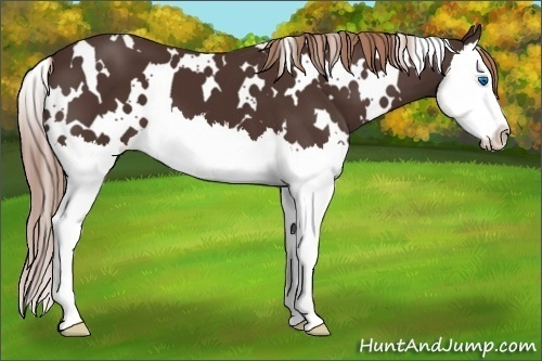Horse Color:White Spotted Liver Chestnut Splash 