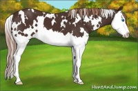 Horse Color:White Spotted Liver Chestnut Splash 