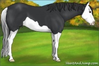 Horse Color:Black Splash