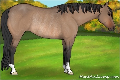 Horse Color:Bay Dun Rabicano