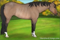 Horse Color:Bay Dun Rabicano