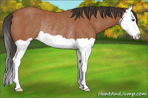 Horse Color:Bay Splash Rabicano