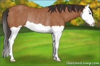 Horse Color:Bay Splash Rabicano 