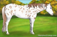 Horse Color:Gold Champagne Splash Appaloosa Rabicano 