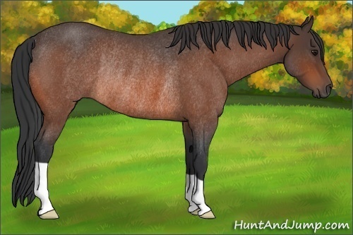 Horse Color:Bay Roan Rabicano