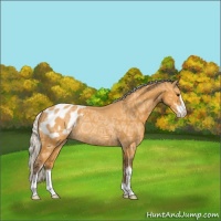 Horse Color:Silver Buckskin Ice Sabino Appaloosa Rabicano 
