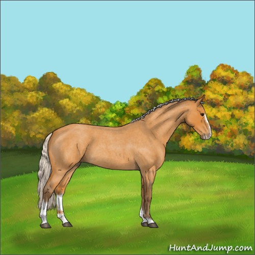 Horse Color:Silver Buckskin Roan Sabino 