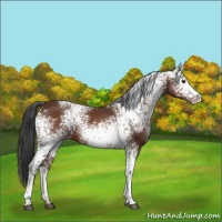 Horse Color:White Spotted Bay 