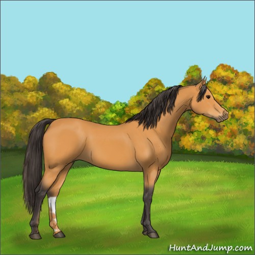 Horse Color:Buckskin 