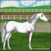 Horse Color:Liver Chestnut Mushroom Snowflake Varnish