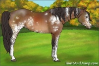 Horse Color:White Spotted Buckskin 