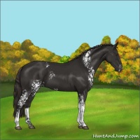 Horse Color:White Spotted Liver Chestnut 