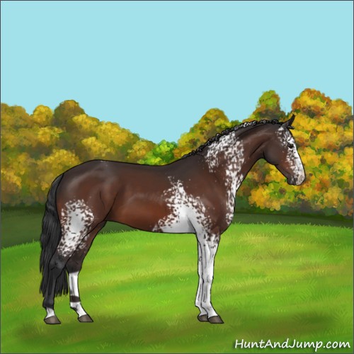 Horse Color:White Spotted Brown 