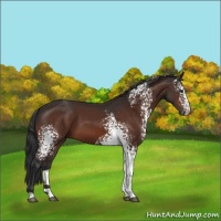Horse Color:White Spotted Brown 
