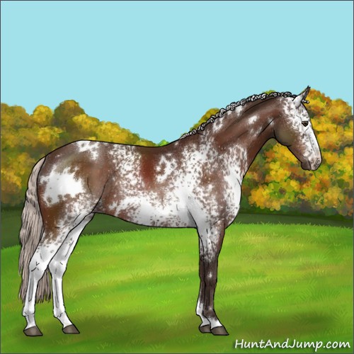 Horse Color:White Spotted Silver Brown Rabicano 