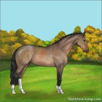 Horse Color:Bay Dun 