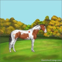 Horse Color:Brown Sabino Tobiano 