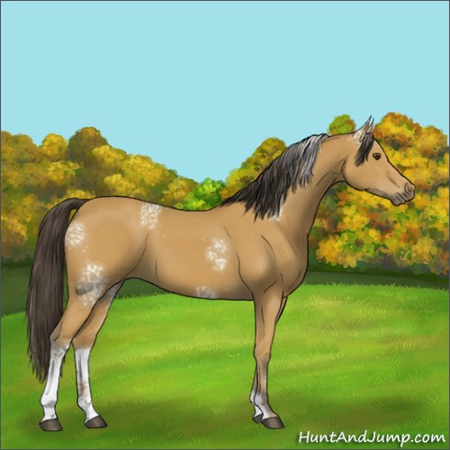 Horse Color:White Spotted Buckskin Sabino