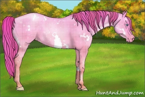 Horse Color:Plaid  White Spotted Gold Champagne Dun Appaloosa 