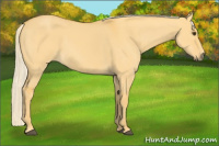 Horse Color:Palomino Dun 