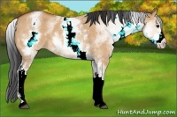 Horse Color:White Spotted Bay Dun