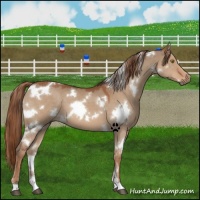 Horse Color:White Spotted Red Dun 