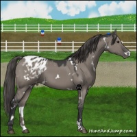 Horse Color:White Spotted Grullo Blanket 