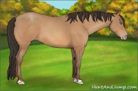 Horse Color:Amber Champagne 
