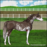 Horse Color:Liver Chestnut Sabino Appaloosa Rabicano 