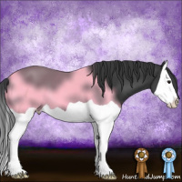 Horse Color:Black Splash