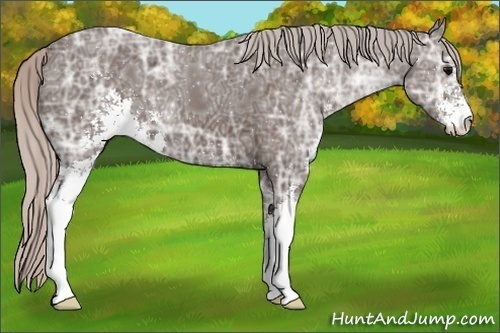 Horse Color:Silver Black Ice Sabino 