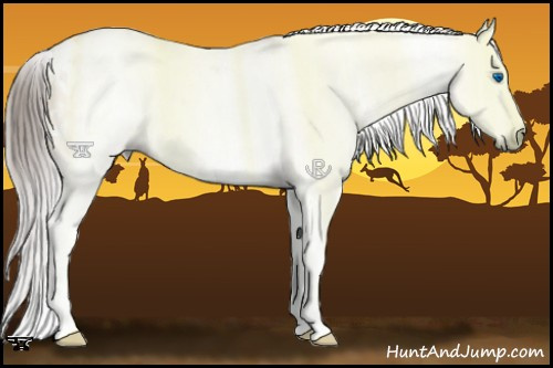 Horse Color:Gray White Spotted Bay Pearl Dun Splash Rabicano 
