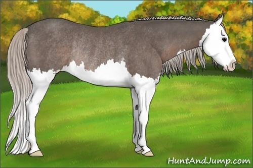Horse Color:Silver Black Splash Rabicano
