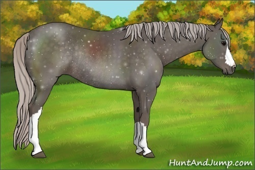 Horse Color:Silver Black Rabicano 