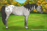 Horse Color:Grullo Roan Appaloosa 