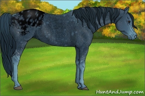 Horse Color:ERROR: UNKNOWN ANOMALY