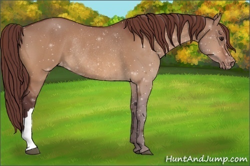 Horse Color:Chocolate Brown Dun Appaloosa Rabicano