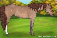 Horse Color:Chocolate Brown Dun Appaloosa Rabicano 